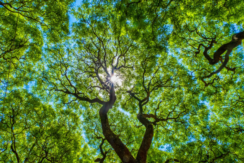 Subtropical forest, Lezama Park, Buenos Aires, Argentina